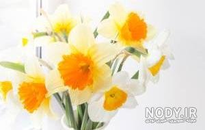  عکس گل نرگس در گلدان