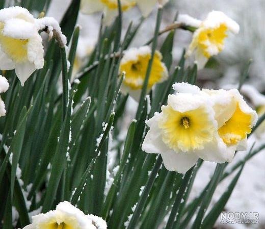 عکس گل نرگس صورتی