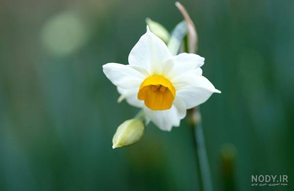 عکس گل نرگس صورتی