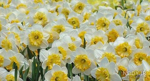 عکس گل نرگس صورتی