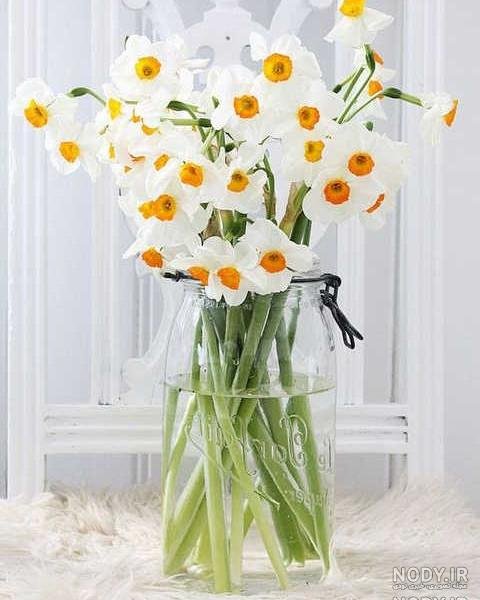 عکس گل نرگس صورتی