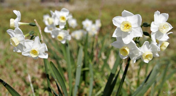 عکس گل نرگس صورتی