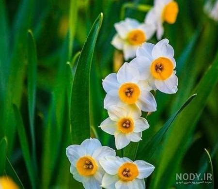 عکس گل نرگس صورتی