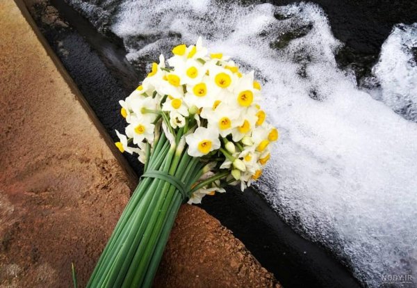 عکس گل نرگس صورتی