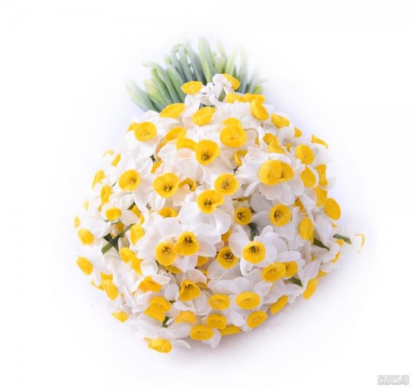  عکس گل نرگس در برف