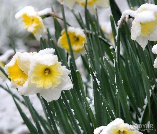  عکس گل نرگس در برف