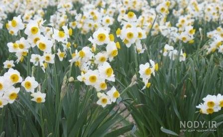  عکس گل نرگس در برف