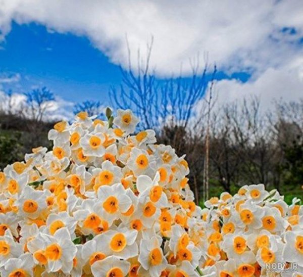  عکس گل نرگس در برف