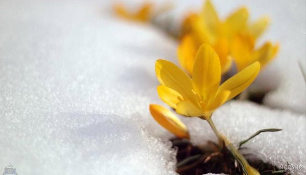  عکس گل نرگس در برف