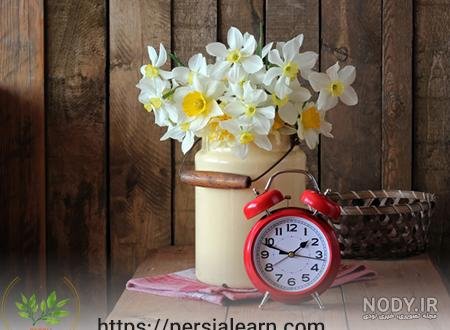  عکس گل نرگس در برف