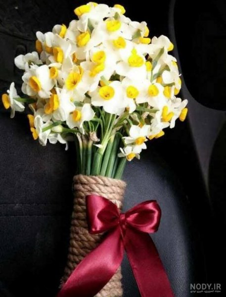 عکس گل نرگس صورتی