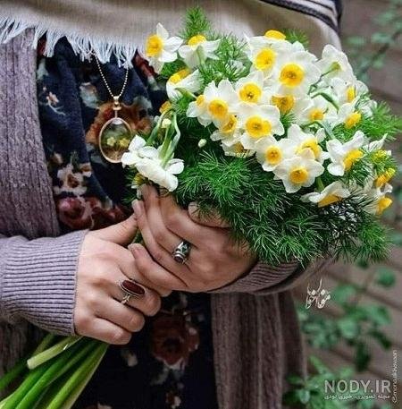 عکس گل نرگس صورتی