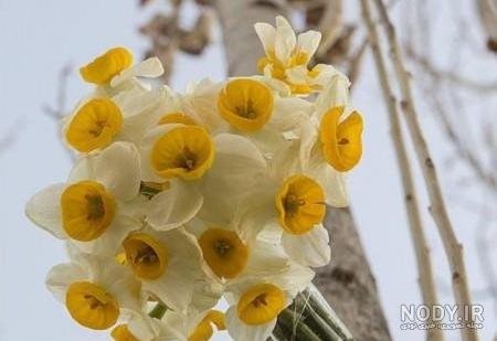 عکس گل نرگس صورتی