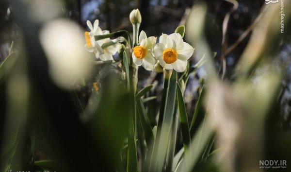 عکس گل نرگس صورتی