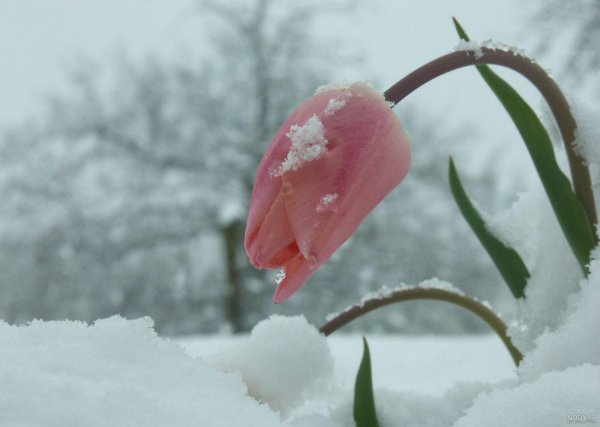 عکس گل نرگس صورتی