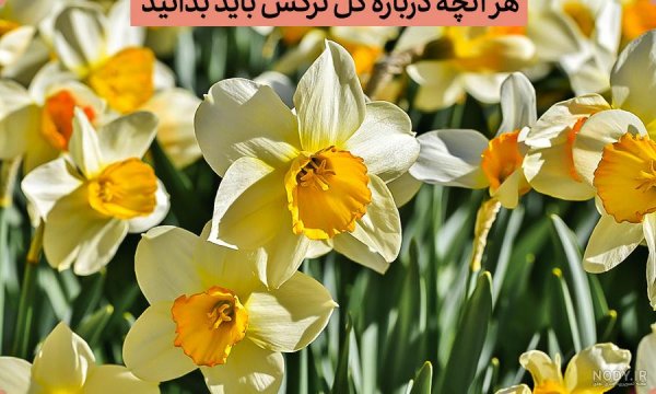 عکس گل نرگس صورتی