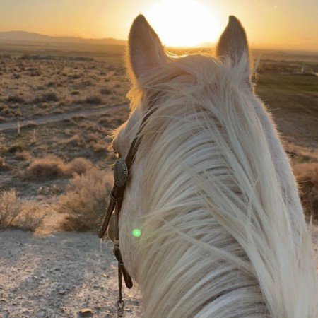  عکس اسب برای پروفایل دخترانه