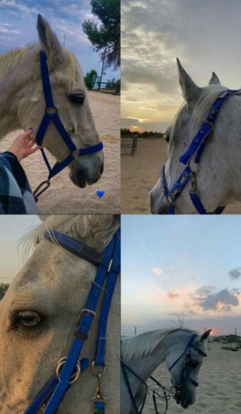  عکس اسب برای پروفایل دخترانه