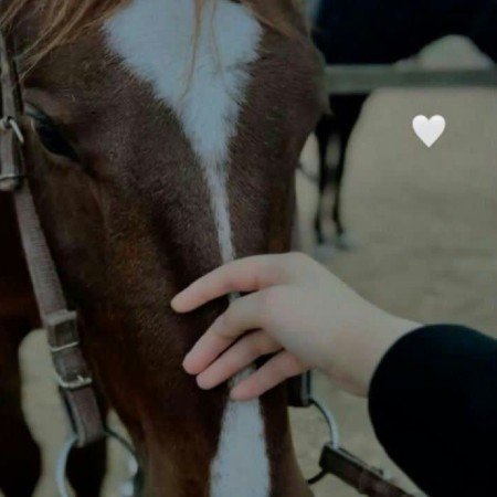  عکس اسب برای پروفایل دخترانه
