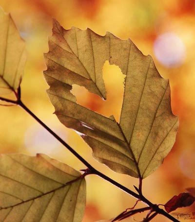 پروفایل پاییزی عاشقانه دونفره