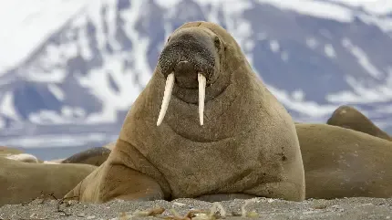  پروفایل دختر تنها و قوی