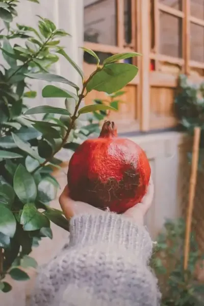  عکس یلدا مینیمال