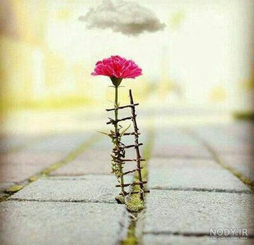  عکس آرامش بخش کیوت