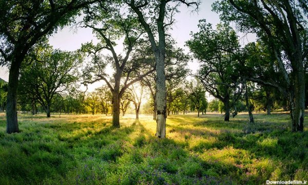  عکس های آرامش بخش کیوت