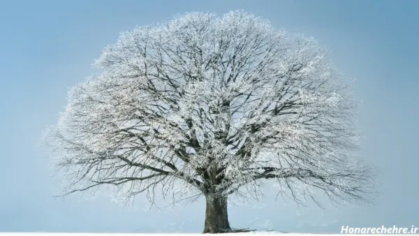  عکس دانه برف برای پروفایل