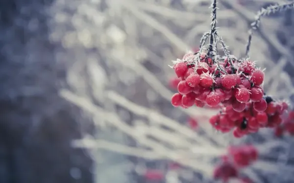  عکس پروفایل طبیعت زمستانی