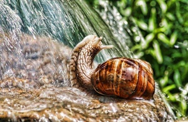 عکسهای آرامش بخش از پرنده ها