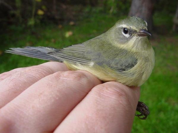  عکسهای آرامش بخش از پرنده ها