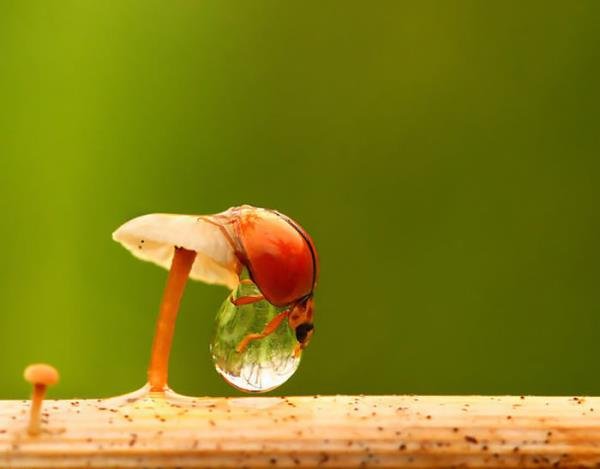  عکسهای آرامش بخش از پرنده ها