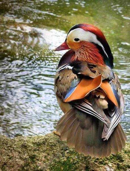  عکسهای آرامش بخش از پرنده ها