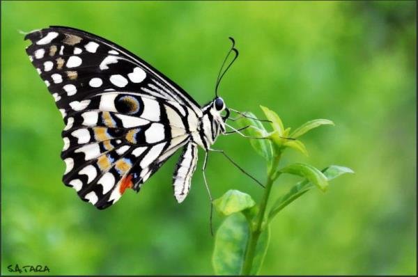  عکسهای آرامش بخش از پرنده ها