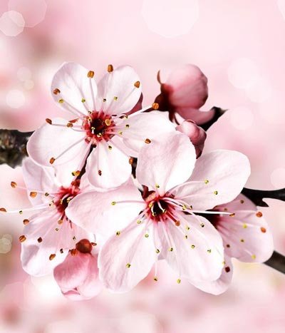  عکس زیبای طبیعت