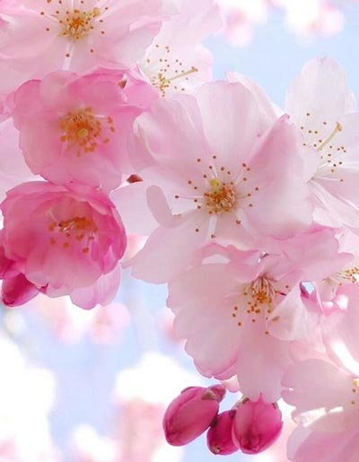  عکس زیبای طبیعت