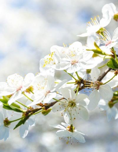  عکس زیبای طبیعت