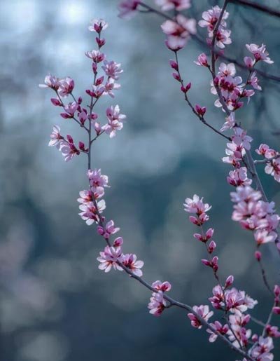  عکس زیبای طبیعت