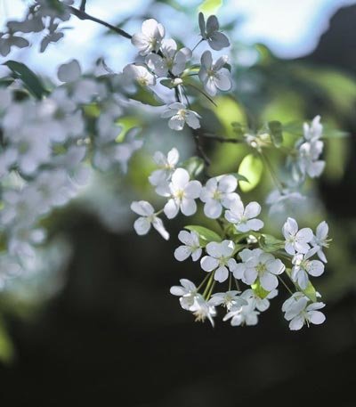  عکس زیبای طبیعت