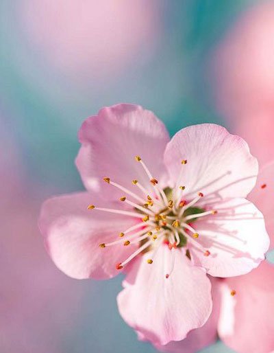  عکس زیبای طبیعت