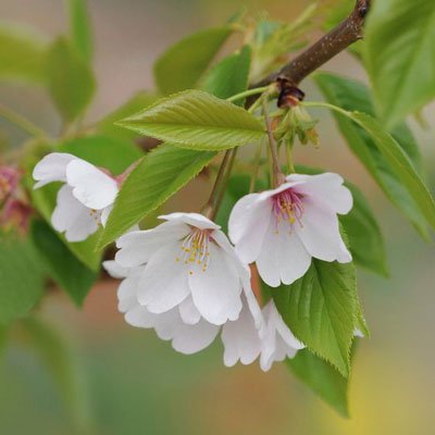  عکس زیبای طبیعت