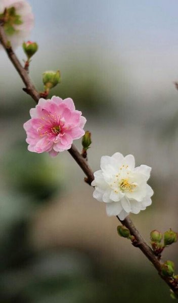  عکس زیبای طبیعت