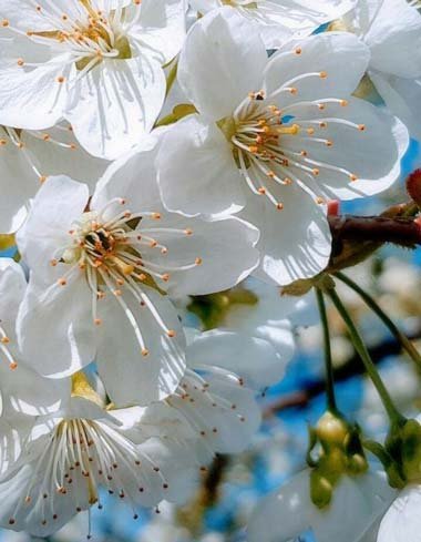  عکس زیبای طبیعت