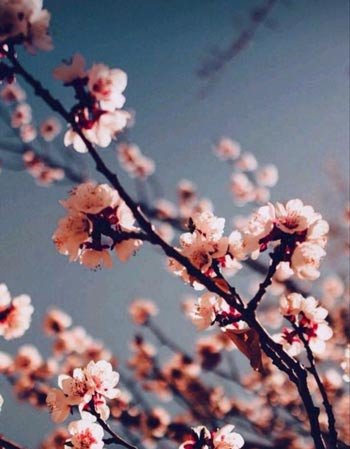  عکس زیبای طبیعت