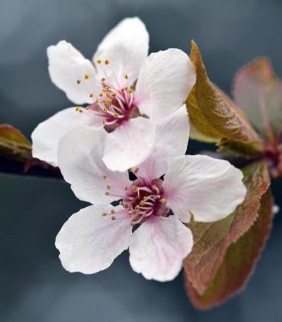  عکس زیبای طبیعت