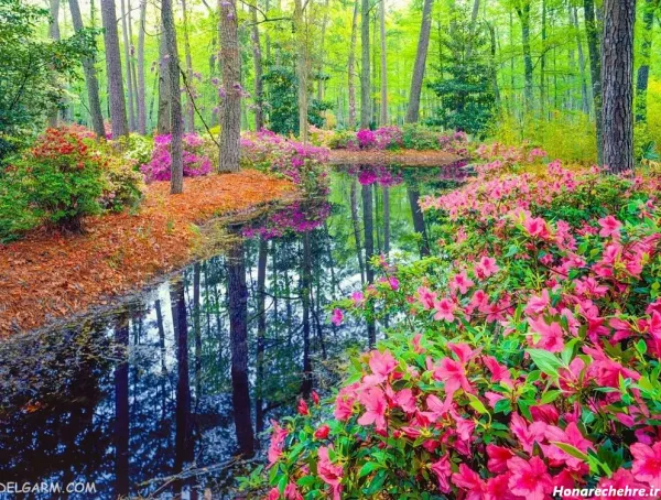  عکس های جالب و آرامش بخش از طبیعت