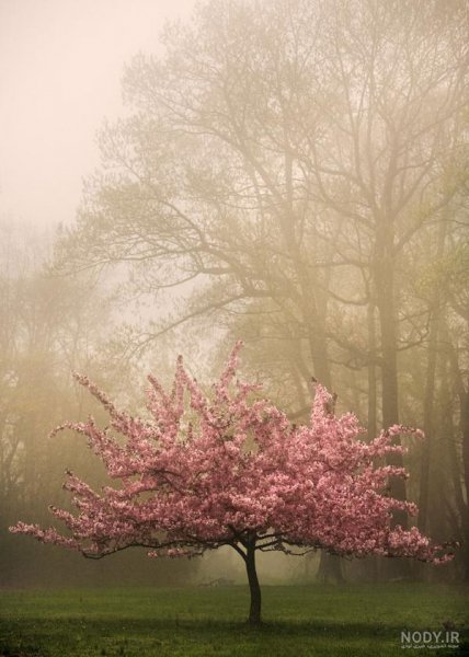  عکس طبیعت رویایی