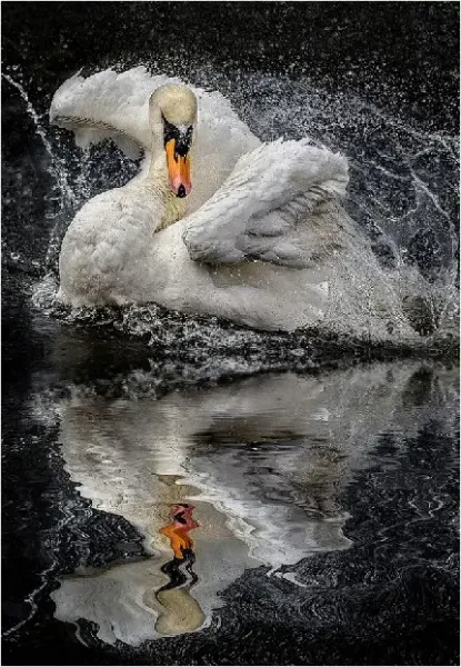  زیباترین عکس قو