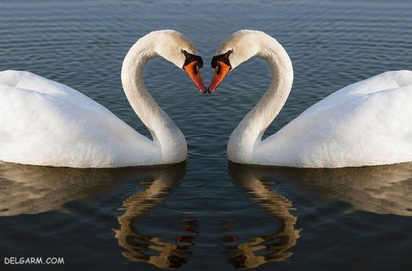 عکس قو برای پروفایل